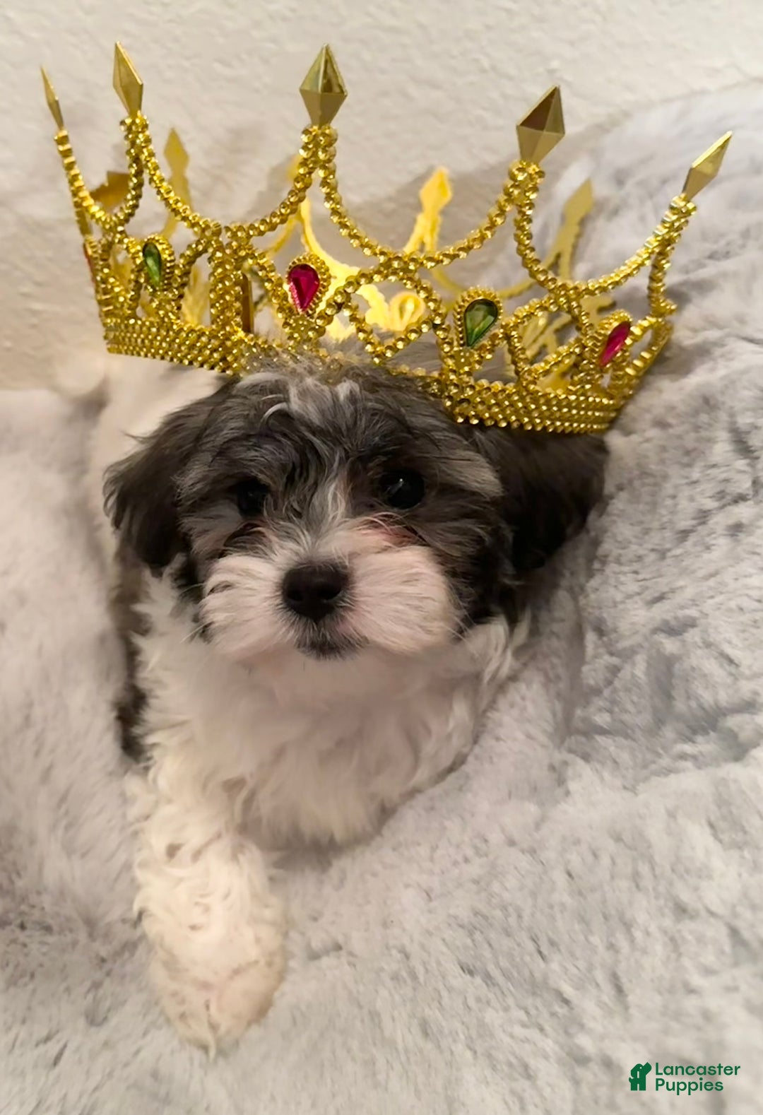 Mixed Breed dogs for sale: Lhatese Breed “Diva” - Ad 4