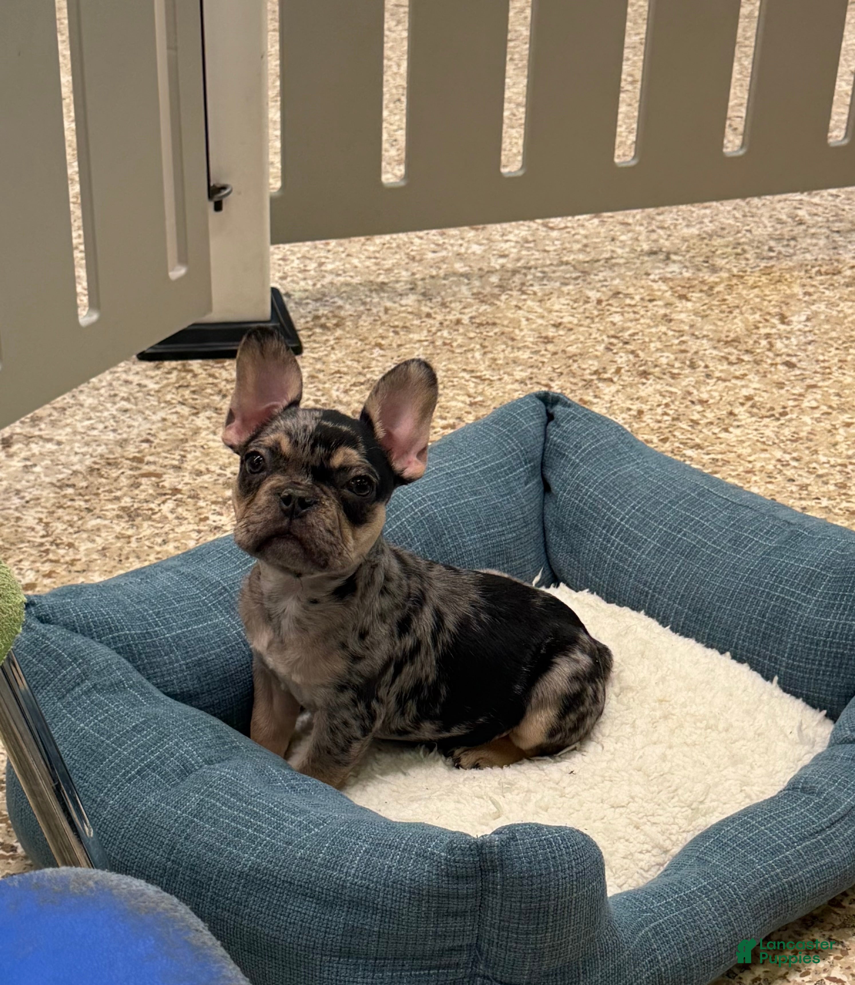 French Bulldog dogs Buddy Boy - Ad 2