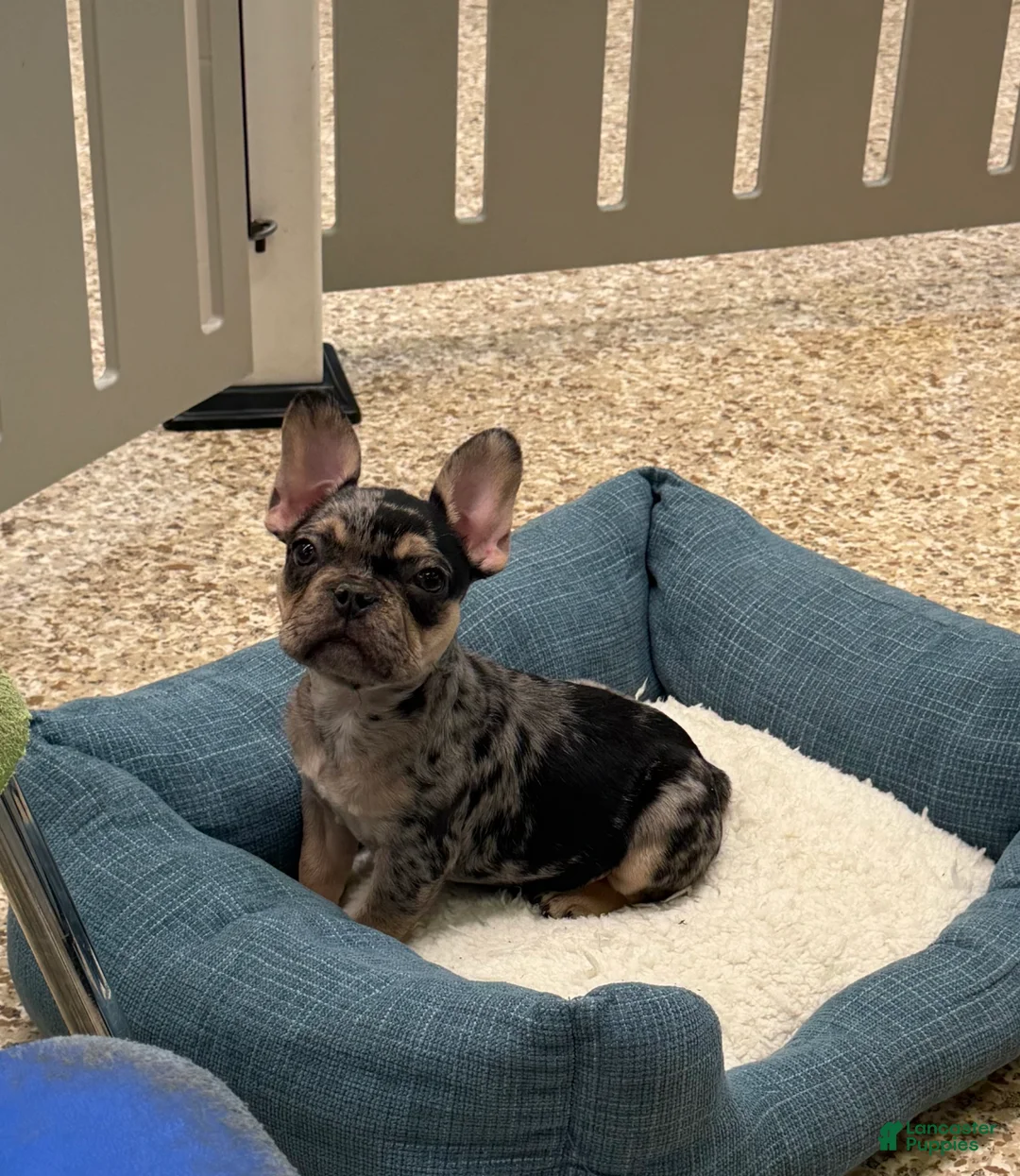 French Bulldog dogs for sale: Buddy Boy - Ad 2