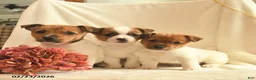 Jack Russell Terrier dogs for sale: Kelsey  - Ad 3