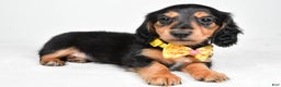 Miniature Dachshund dogs for sale: Ace - Ad 2
