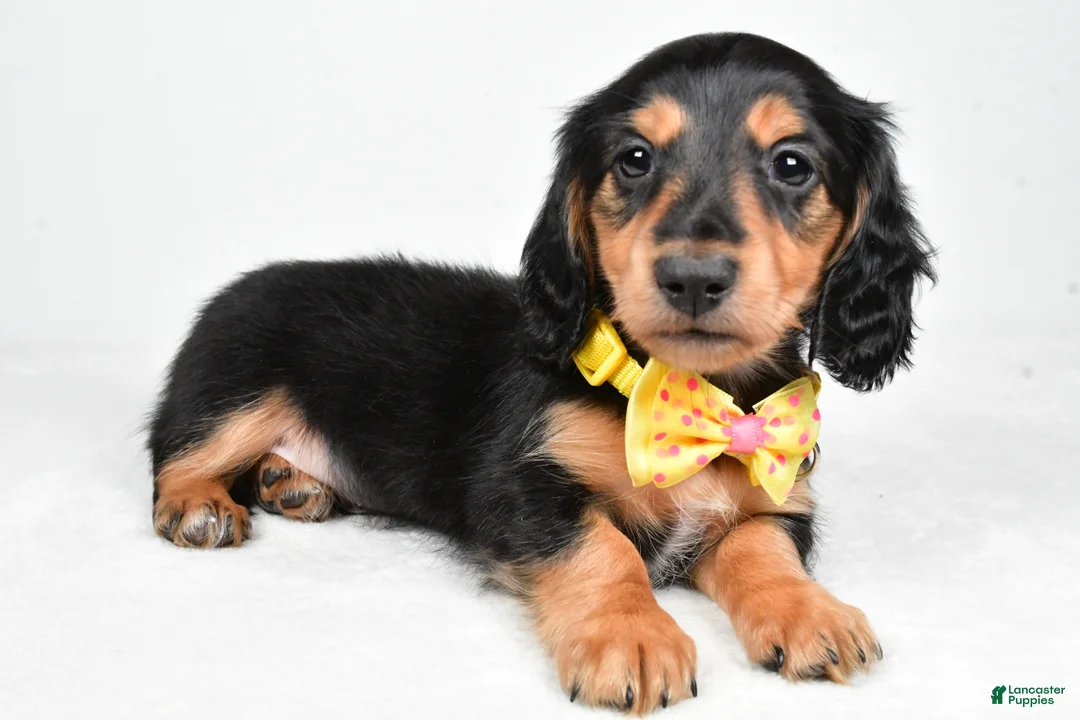 Miniature Dachshund dogs for sale: Ace - Ad 2