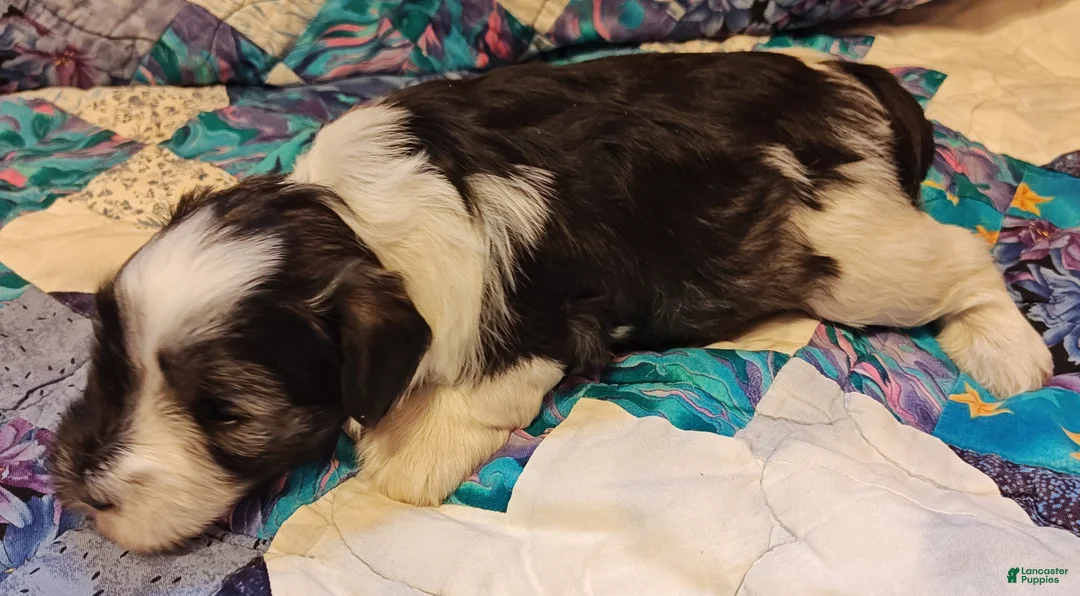 Miniature Schnauzer dogs for sale: Miniature Schnauzer Boy 3 - Ad 5