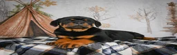Rottweiler dogs for sale: Tara/ Mocha – Santos Ad-Dirah - Ad 15