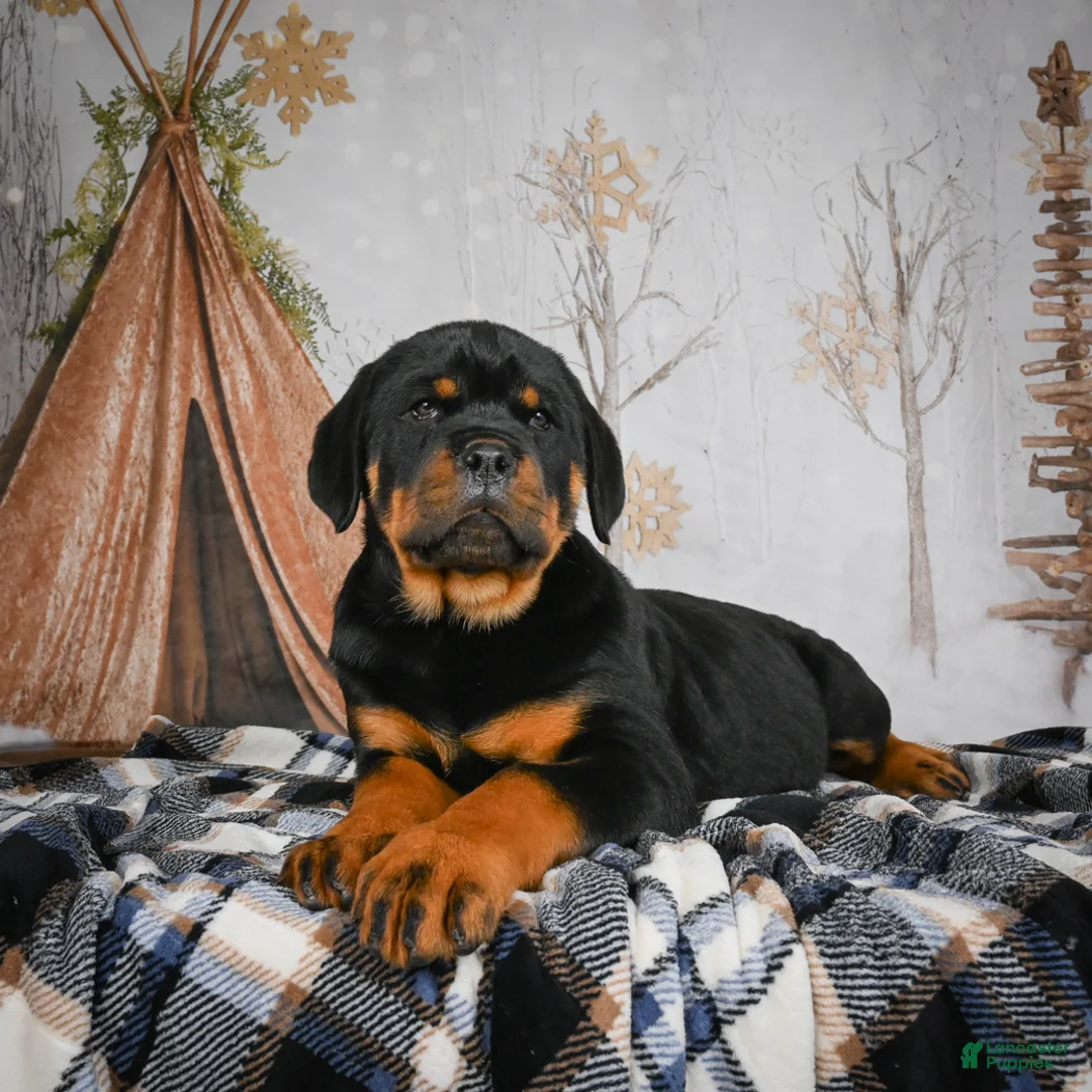 Rottweiler dogs for sale: Tara/ Mocha – Santos Ad-Dirah - Ad 15
