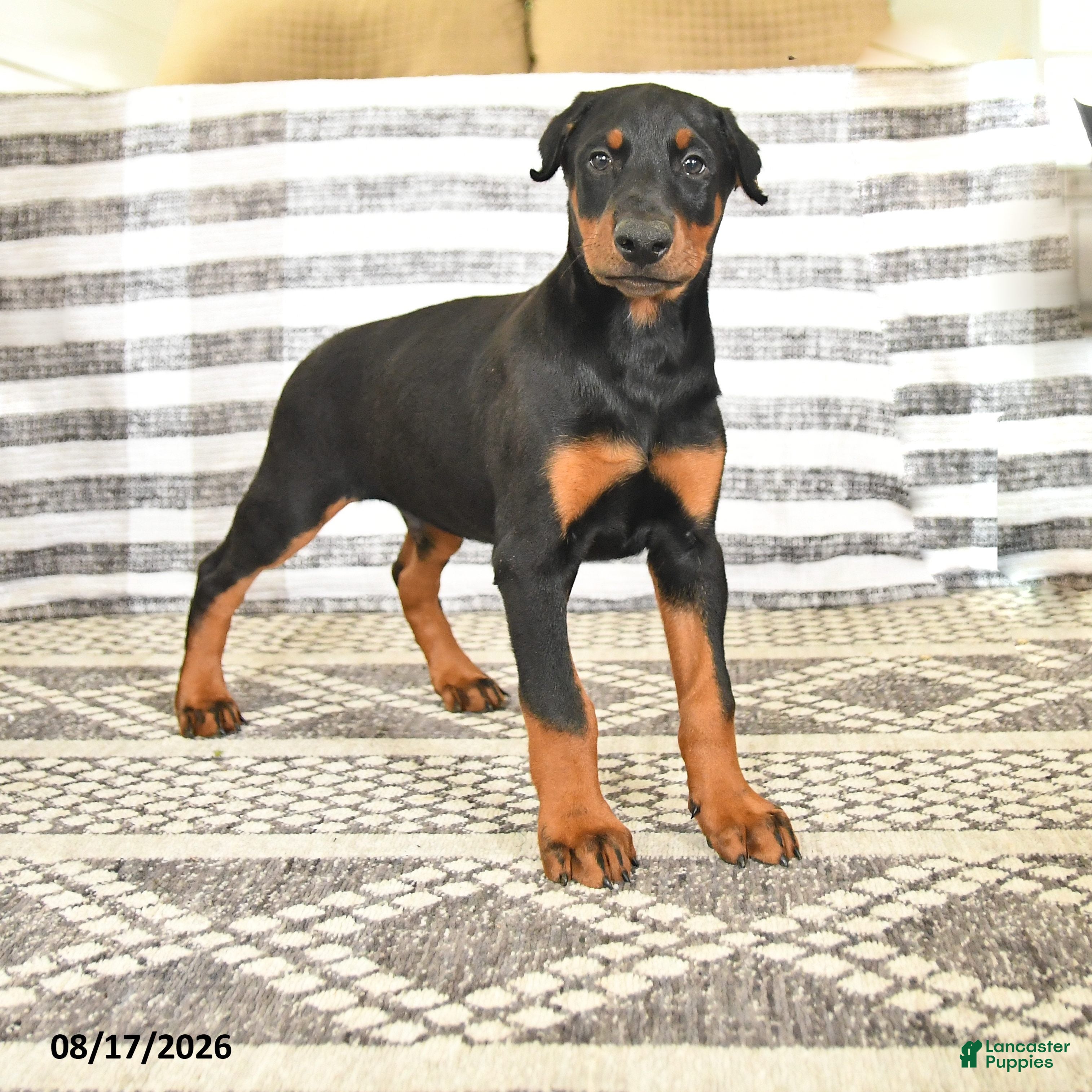 Doberman Pinscher dogs Dash - Ad 1
