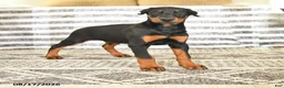 Doberman Pinscher dogs for sale: Dash - Ad 1
