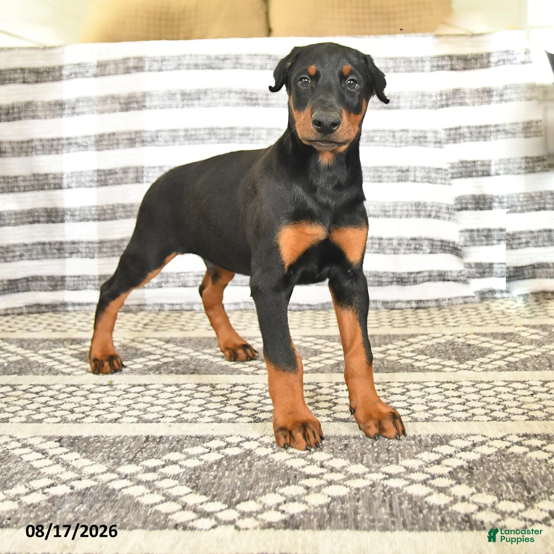 Doberman Pinscher dogs for sale: Dash - Ad 1