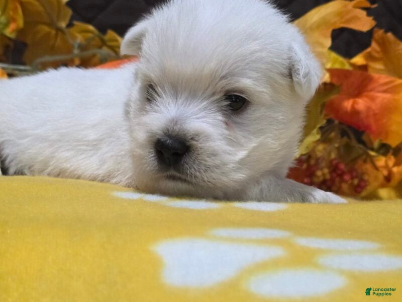 West Highland Terrier dogs for sale: Zoey - Ad 2