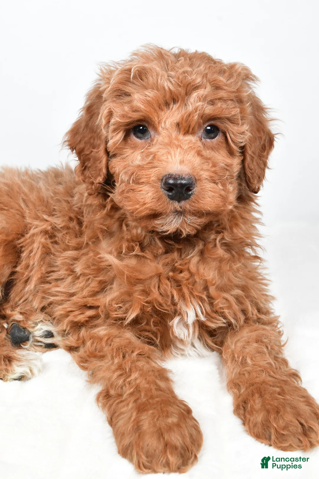 Mini Goldendoodle dogs for sale: Nemo - Ad 2