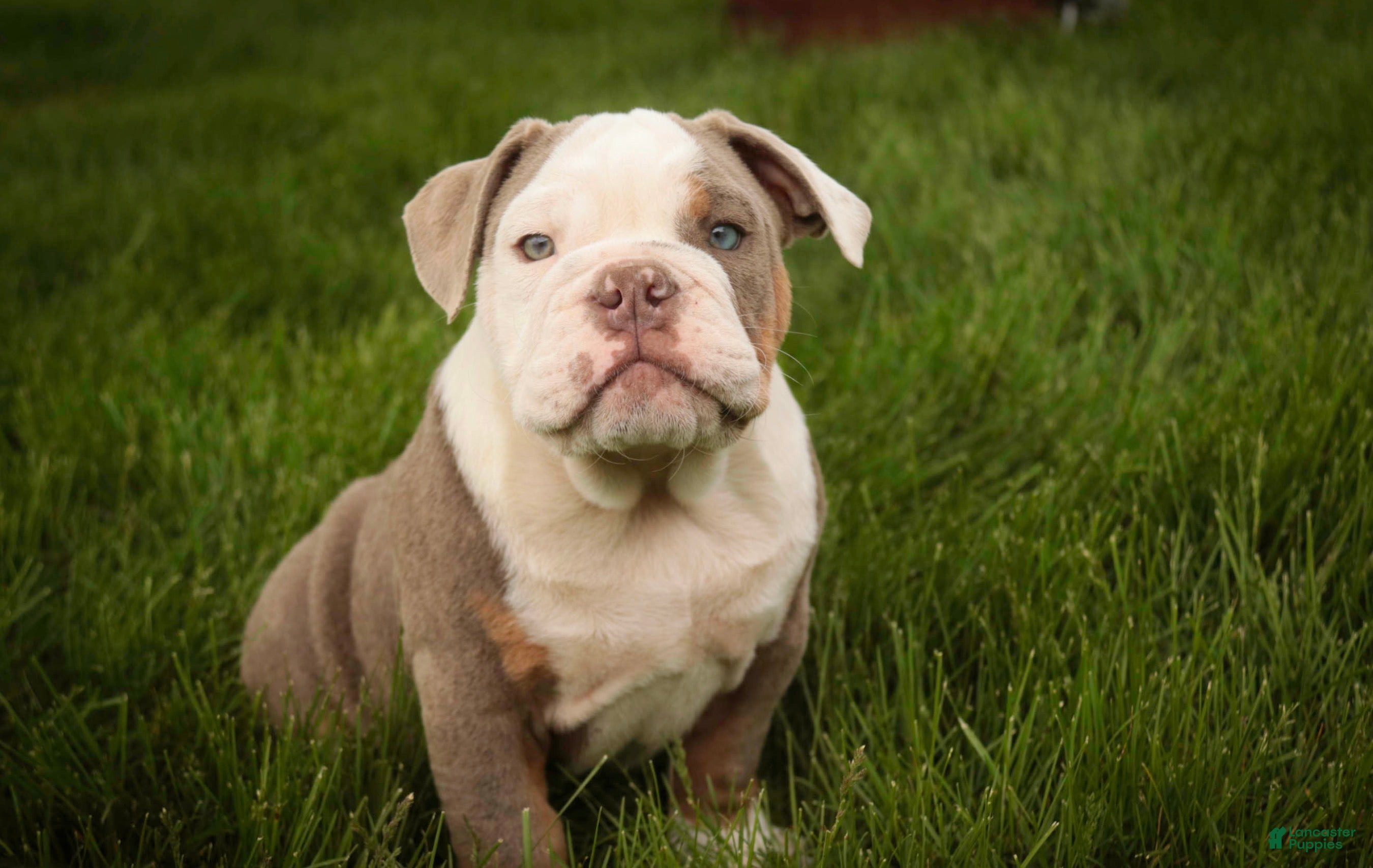 English Bulldog dogs Neal English Bulldog Puppy  - Ad 1