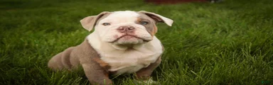 Neal English Bulldog Puppy 