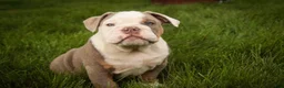 English Bulldog dogs for sale: Neal English Bulldog Puppy  - Ad 1