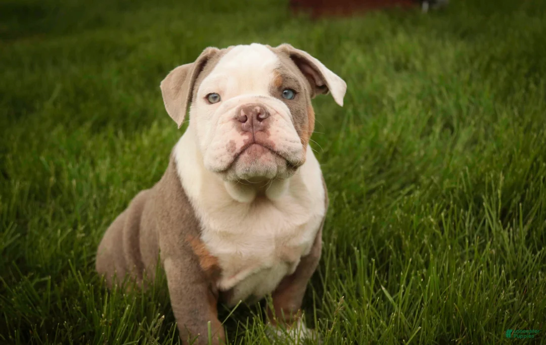 English Bulldog dogs for sale: Neal English Bulldog Puppy  - Ad 1