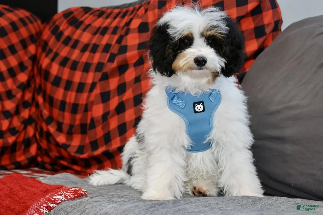 Mini Bernedoodle dogs for sale: Tigger - Ad 1