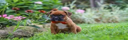 Boxer dogs for sale: Rascal - Ad 2