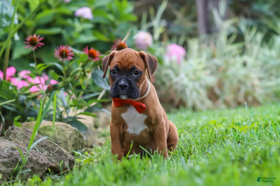 Boxer dogs for sale: Rascal - Ad 2