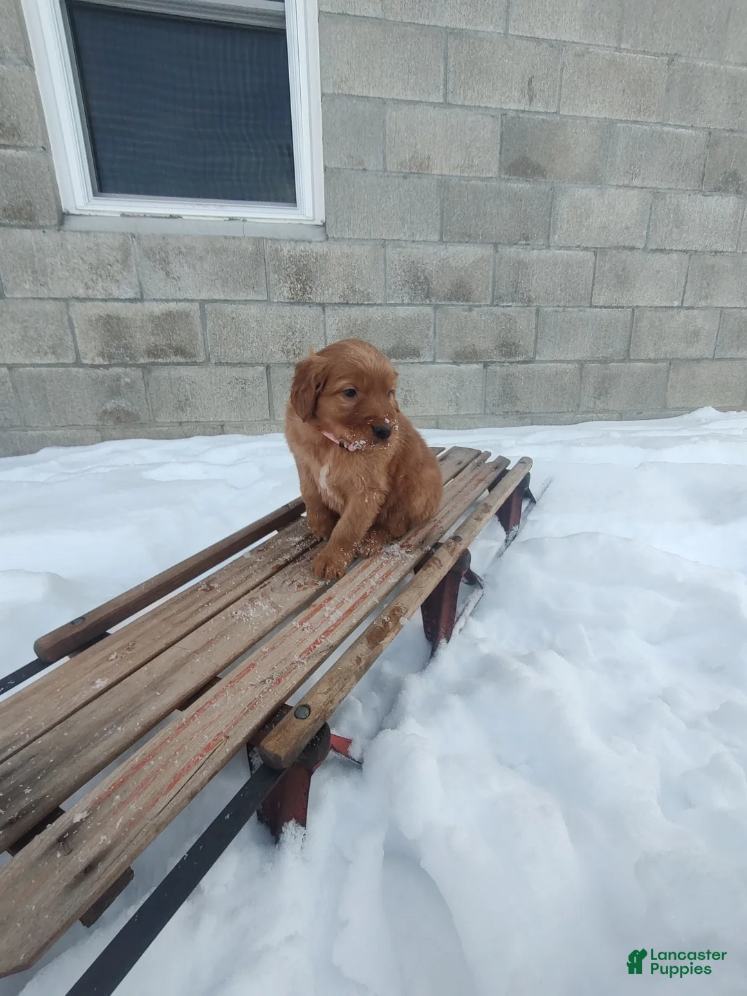 Mixed Breed dogs for sale: Roxanne  - Ad 6