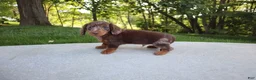 Dachshund dogs for sale: Chase - Ad 6