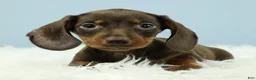 Miniature Dachshund dogs for sale: Rockett 🚀 - Ad 4