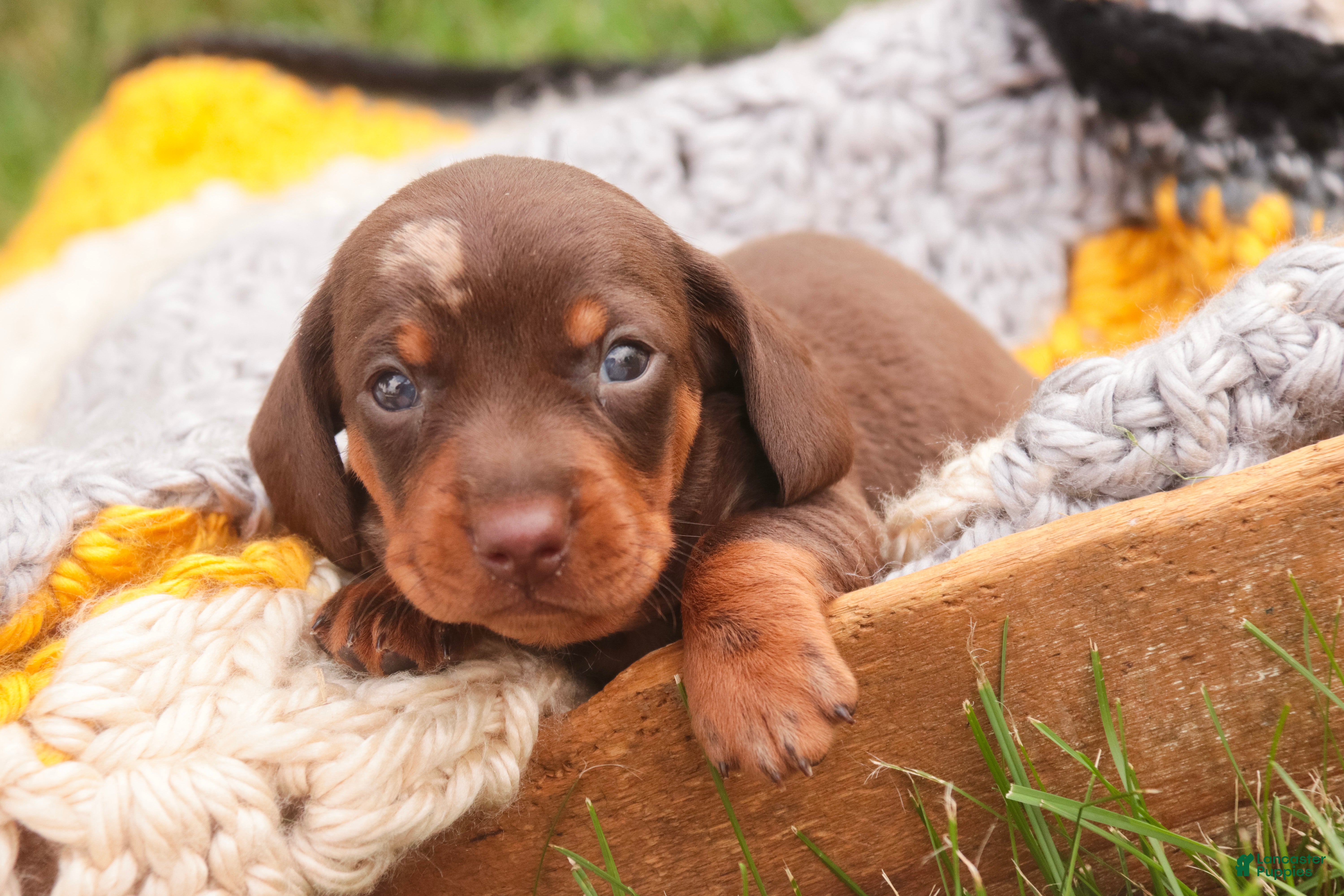 Miniature Dachshund dogs Cody Miniature Dachshund  - Ad 2