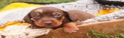 Miniature Dachshund dogs for sale: Cody Miniature Dachshund  - Ad 2