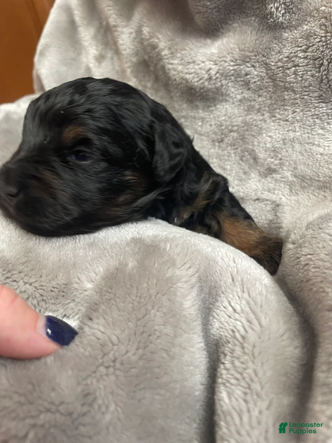 Miniature Schnauzer dogs for sale: Miniature Schnauzer Puppy 1 - Ad 5