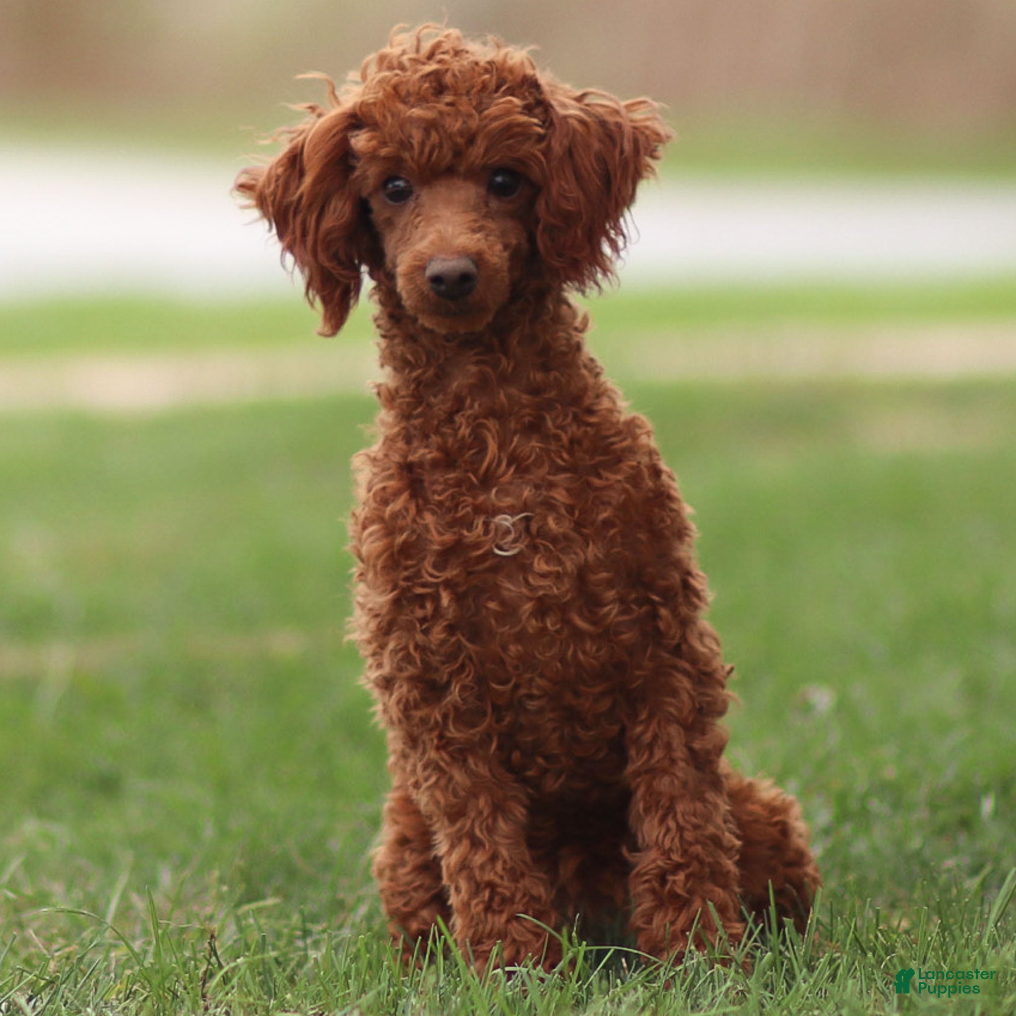 Toy Poodle dogs Ruby Belle - Ad 39