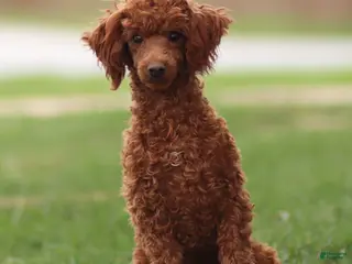 Toy Poodle dogs Ruby Belle - Ad 9