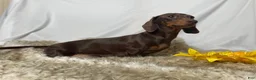 Miniature Dachshund dogs for sale: DNA Clear Black & Tan Piebald Smooth Coat Dachshund Puppy - Ad 13