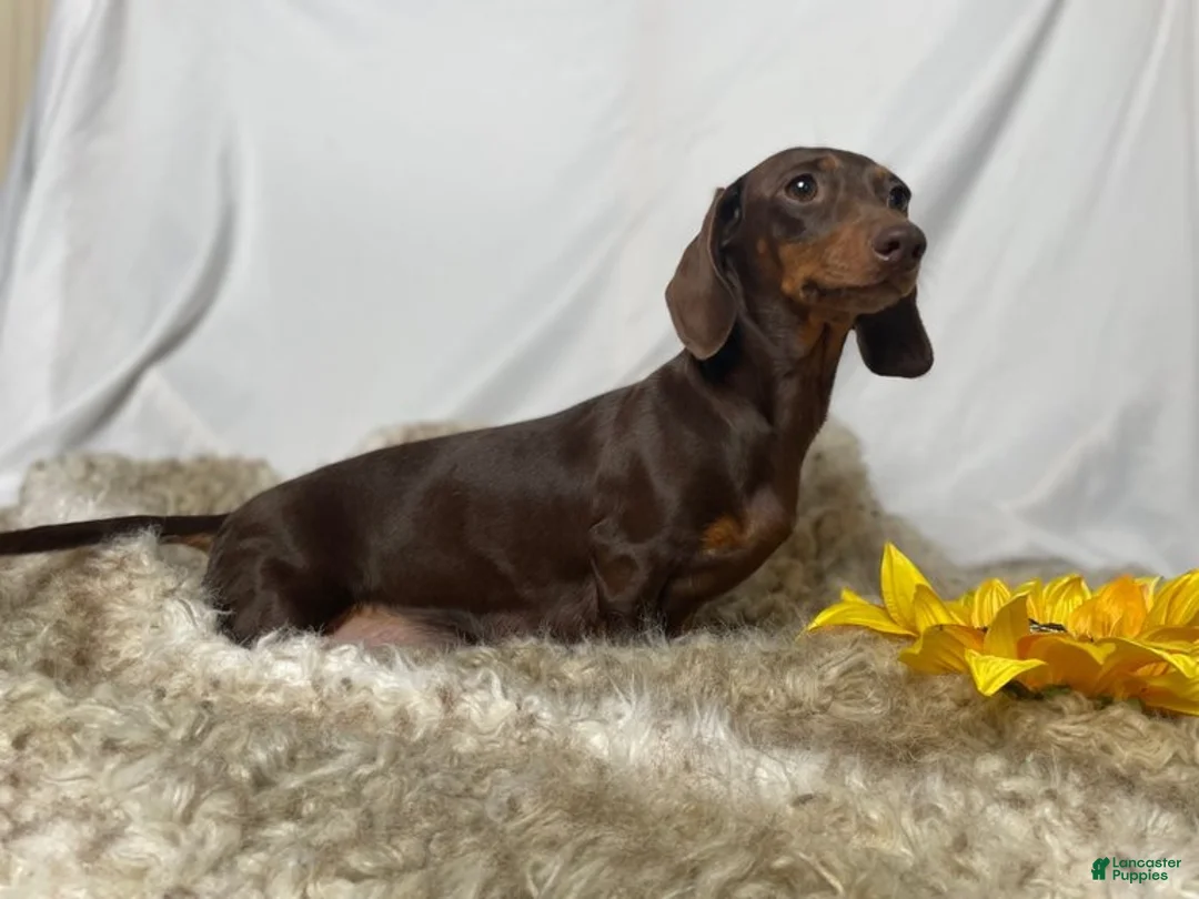 Miniature Dachshund dogs for sale: DNA Clear Black & Tan Piebald Smooth Coat Dachshund Puppy - Ad 13