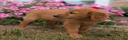 Golden Retriever dogs for sale: Abbott - Ad 3