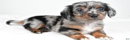 Miniature Dachshund dogs for sale: Bella - Ad 1
