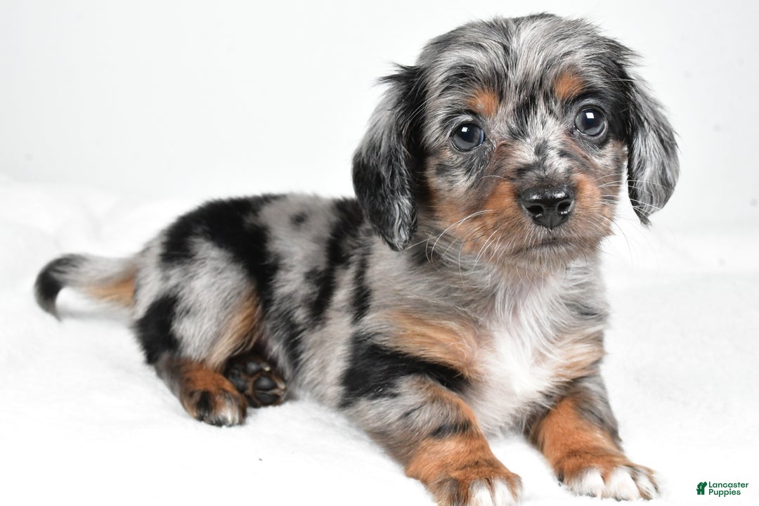 Miniature Dachshund dogs for sale: Bella - Ad 1