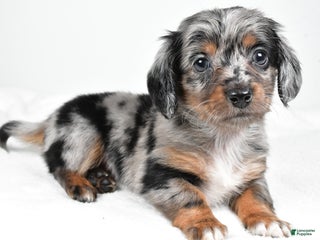 Miniature Dachshund dogs Bella - Ad 12
