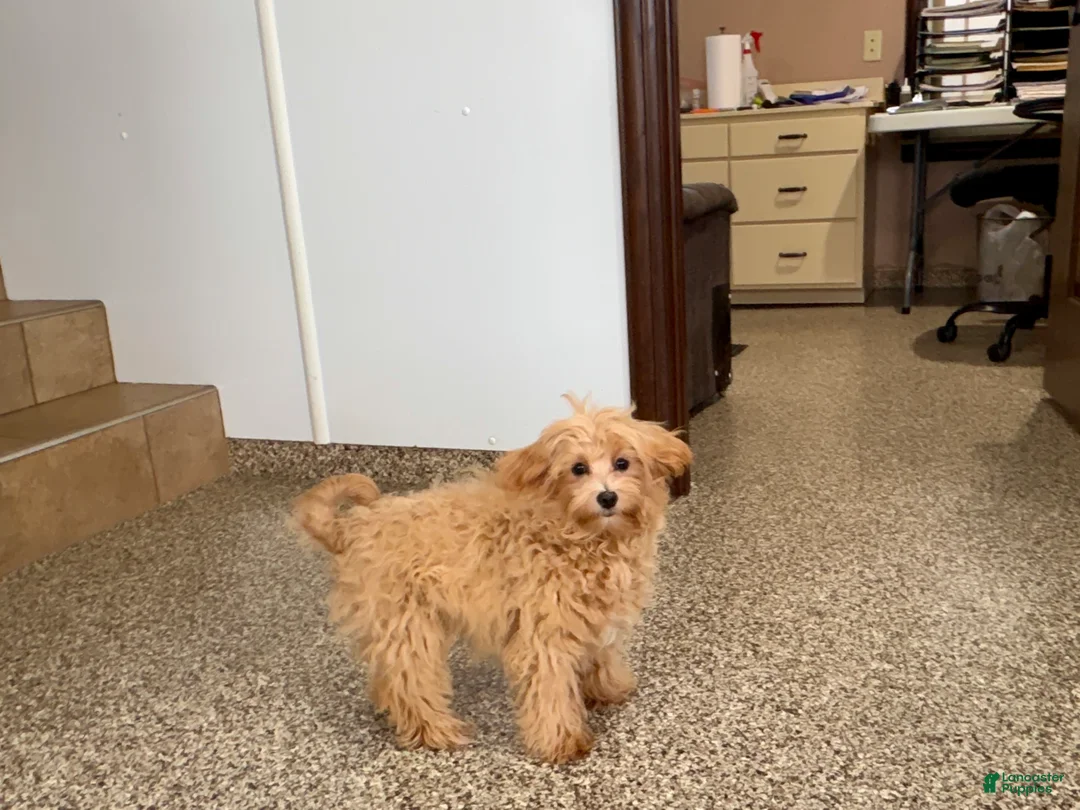 Maltipoo dogs for sale: Sissy - Ad 7