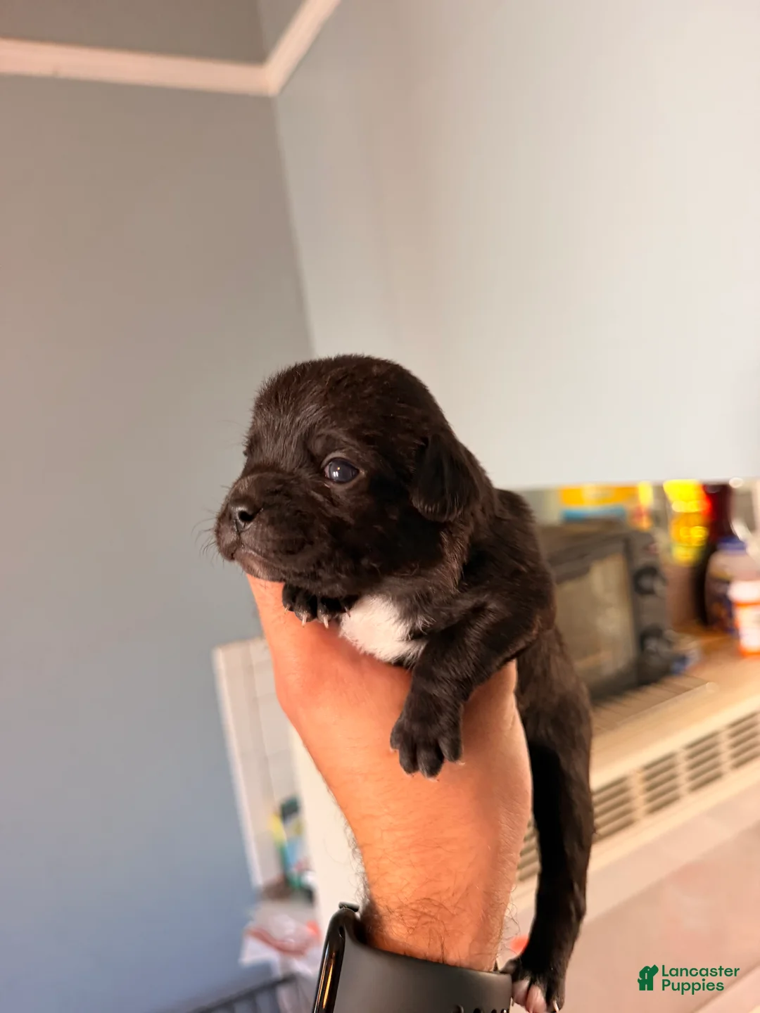 Mixed Breed dogs for sale: Chug 2 - Ad 2