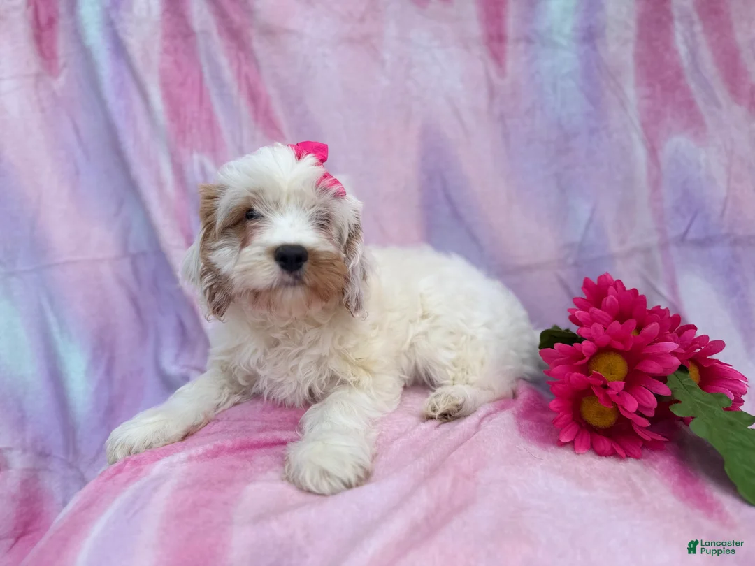 Cavapoo dogs for sale: Flower - Ad 6
