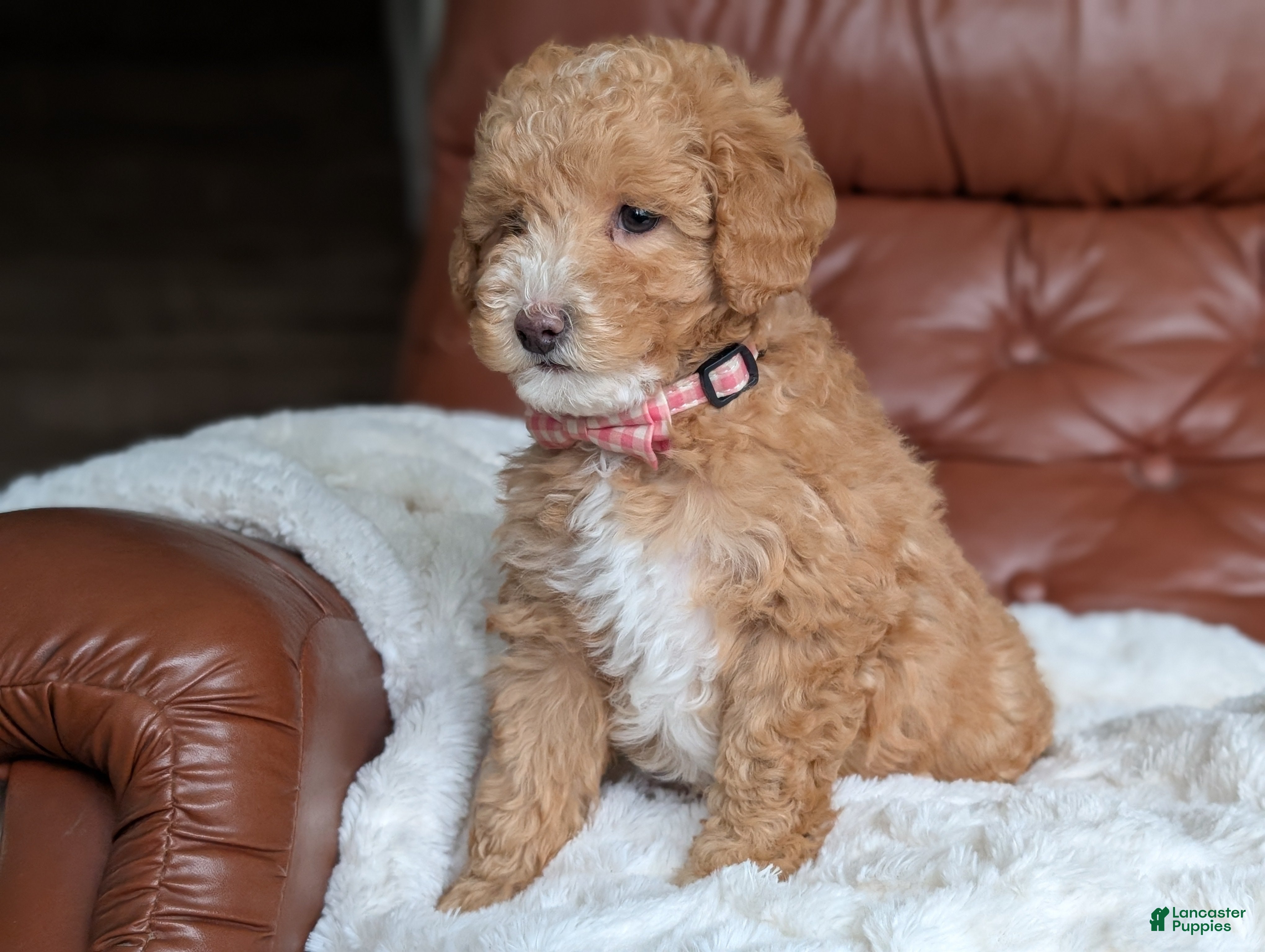 Mini Goldendoodle dogs Waffle - Ad 2
