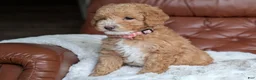 Mini Goldendoodle dogs for sale: Waffle - Ad 2