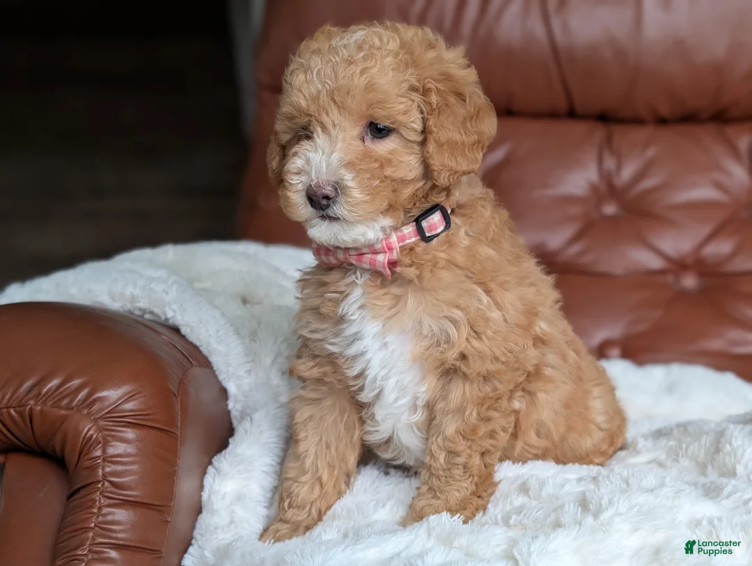 Mini Goldendoodle dogs for sale: Waffle - Ad 2