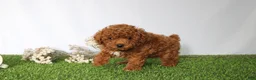 Toy Poodle dogs for sale: AKC Curry (tiny) - Ad 5