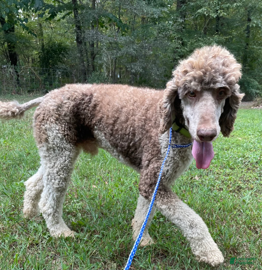 Bernedoodle dogs for sale: Jeannie - Ad 5
