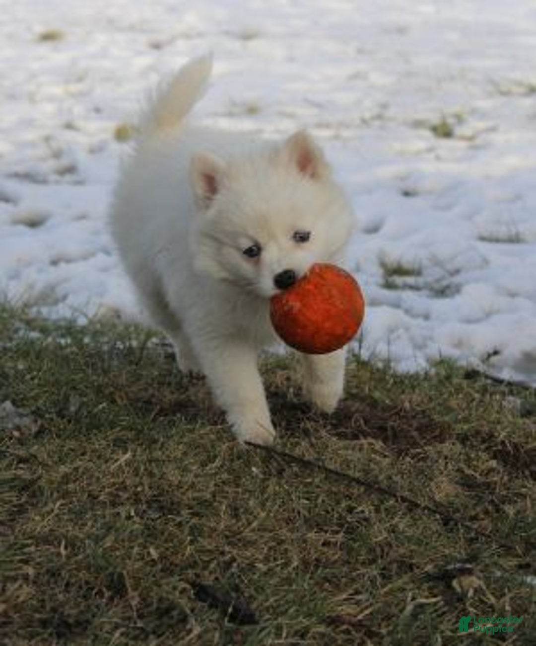 Pomsky dogs for sale: Cream Puff - Ad 2