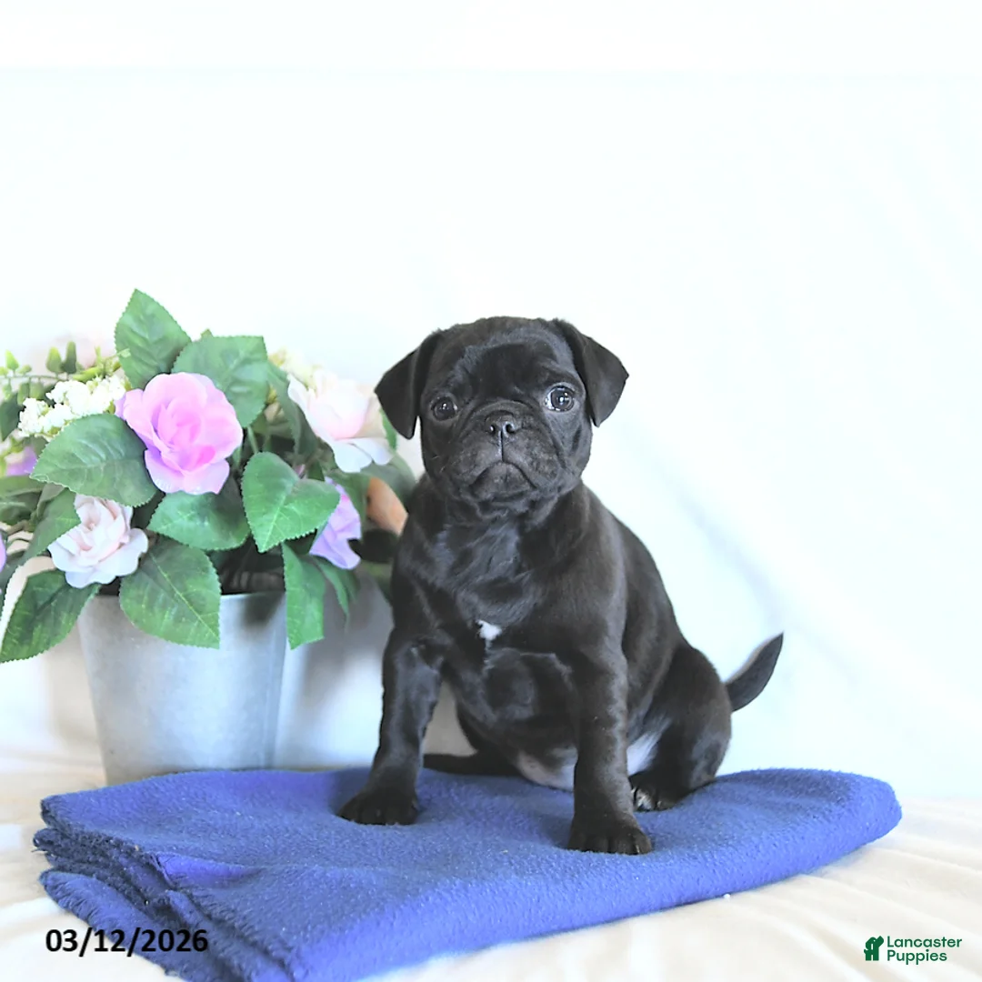 Mixed Breed dogs for sale: Minty - Ad 2