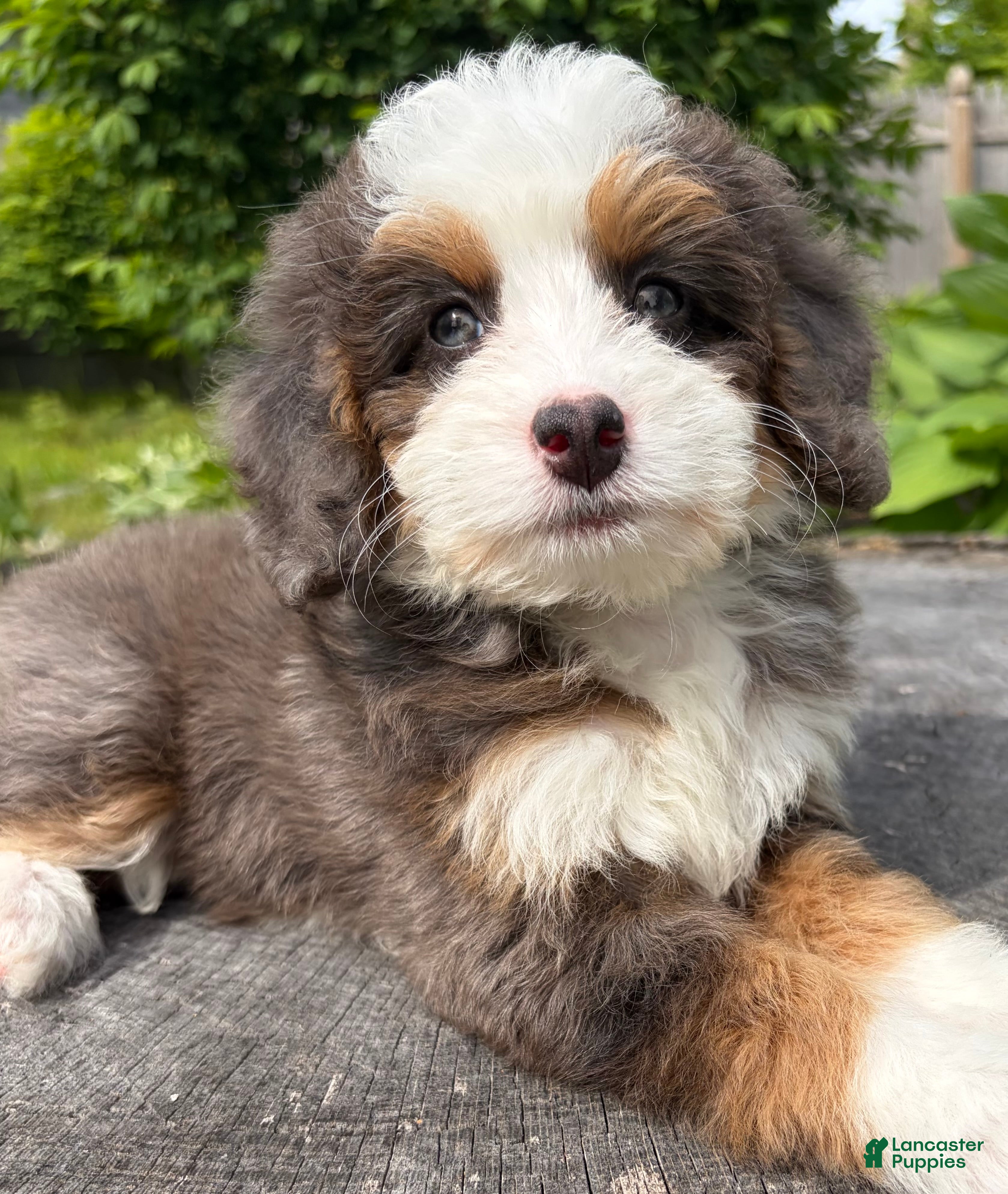 Mini Bernedoodle dogs 🧡IN BOSTON MASSACHUETTS AREA🧡PETITE BLUE MERLE TRI COLOR🧡MINI BERNEDOODLE🧡 - Ad 1