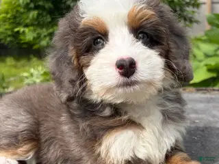 Mini Bernedoodle dogs for sale: 🧡IN BOSTON MASSACHUETTS AREA🧡PETITE BLUE MERLE TRI COLOR🧡MINI BERNEDOODLE🧡 - Ad 3