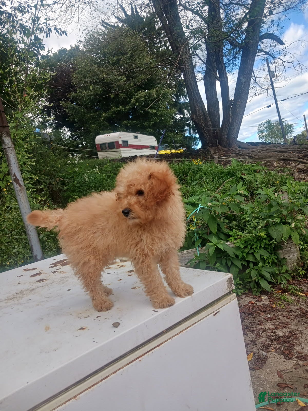 Mini Goldendoodle dogs Ace - Ad 2