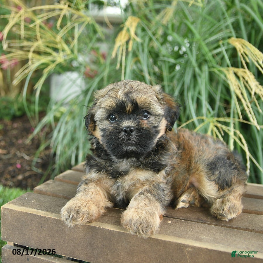 Mixed Breed dogs Mickey - Ad 1