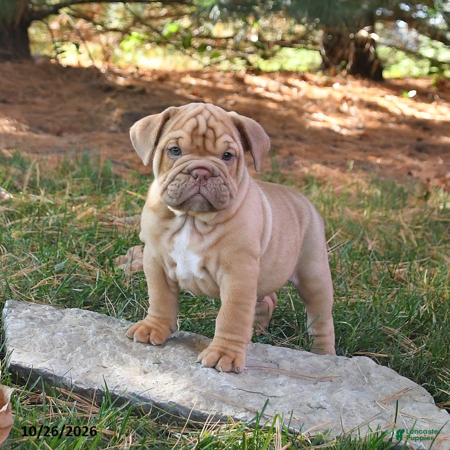 English Bulldog dogs for sale: Fiddle - Ad 1